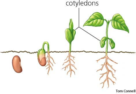 A5cotyledon